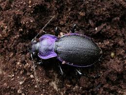 Attēlu rezultāti vaicājumam “Carabus arcensis”