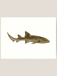 Image result for Ginglymostoma cirratum