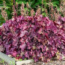 Image result for HEUCHERA americana 'Palace Purple Auslese'