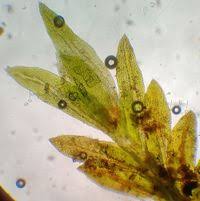 Attēlu rezultāti vaicājumam “Fissidens arnoldii”