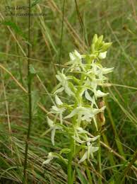Attēlu rezultāti vaicājumam “Platanthera bifolia leaf”