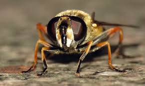 Attēlu rezultāti vaicājumam “Helophilus pendulus”