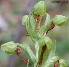 Attēlu rezultāti vaicājumam “Coeloglossum viride flower”