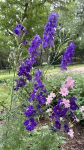 Image result for Delphinium consolida