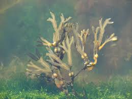 Attēlu rezultāti vaicājumam “Fucus vesiculosus”