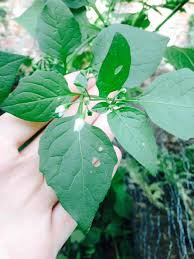 Attēlu rezultāti vaicājumam “Solanum nigrum leaf”