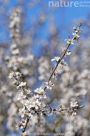 Attēlu rezultāti vaicājumam “Prunus spinosa”