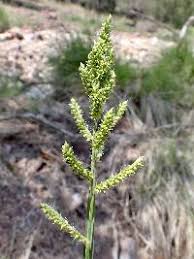 Attēlu rezultāti vaicājumam “Echinochloa crus-galli fruit”