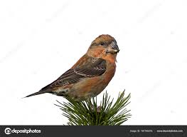 Attēlu rezultāti vaicājumam “Loxia pytyopsittacus”