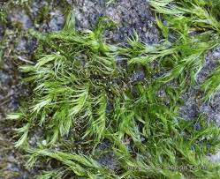 Attēlu rezultāti vaicājumam “Homomallium incurvatum”