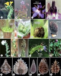 Attēlu rezultāti vaicājumam “Hydrophyllaceae”