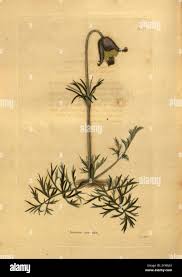 Attēlu rezultāti vaicājumam “Pulsatilla pratensis leaf”