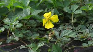 Attēlu rezultāti vaicājumam “Potentilla erecta leaf”
