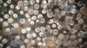 Attēlu rezultāti vaicājumam “Collaria sp.”