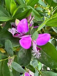 Attēlu rezultāti vaicājumam “Polygala amarella flower”