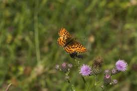 Attēlu rezultāti vaicājumam “Boloria titania”