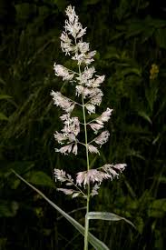 Attēlu rezultāti vaicājumam “Phalaroides arundinacea”