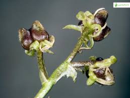 Attēlu rezultāti vaicājumam “Scheuchzeria palustris flower”