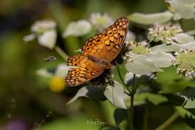 Attēlu rezultāti vaicājumam “Mellicta athalia underside”