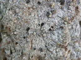 Attēlu rezultāti vaicājumam “Abietinella abietina var. hystricosa”