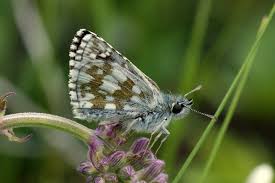 Attēlu rezultāti vaicājumam “Pyrgus serratulae”