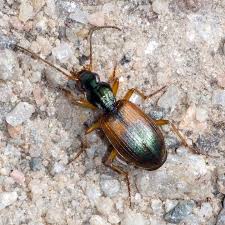 Attēlu rezultāti vaicājumam “Anchomenus dorsalis”