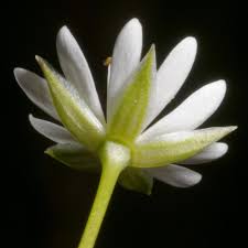 Attēlu rezultāti vaicājumam “Stellaria palustris flower”