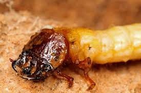 Attēlu rezultāti vaicājumam “Tischeria complanella larva”