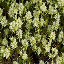 Attēlu rezultāti vaicājumam “Scleranthus annuus flower”