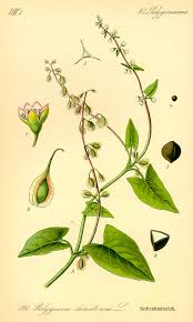 Attēlu rezultāti vaicājumam “Polygonaceae”