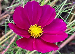 Attēlu rezultāti vaicājumam “Asteraceae”