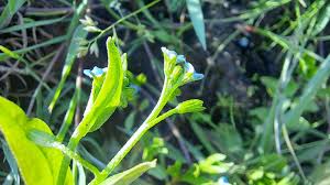 Attēlu rezultāti vaicājumam “Myosotis laxa subsp. baltica”