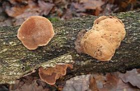 Attēlu rezultāti vaicājumam “Hapalopilus nidulans”