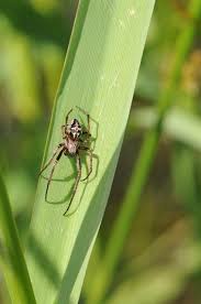 Attēlu rezultāti vaicājumam “Larinioides cornutus”