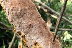 Attēlu rezultāti vaicājumam “Phellinus ferruginosus”