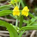 Attēlu rezultāti vaicājumam “Melampyrum sylvaticum flower”