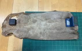 Image result for Megatrygon microps