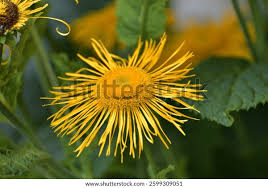 Image result for Telekia speciosa