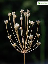 Attēlu rezultāti vaicājumam “Androsace septentrionalis fruit”