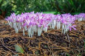 Attēlu rezultāti vaicājumam “Colchicum autumnale”