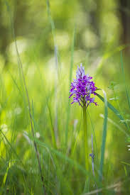 Attēlu rezultāti vaicājumam “Orchis militaris flower”