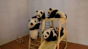 Image result for pandas