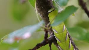 Attēlu rezultāti vaicājumam “Sphinx ligustri larva”