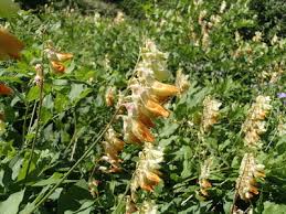 Attēlu rezultāti vaicājumam “Lathyrus laevigatus”