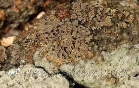 Attēlu rezultāti vaicājumam “Physconia detersa”