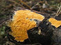 Attēlu rezultāti vaicājumam “Peniophora laurentii”