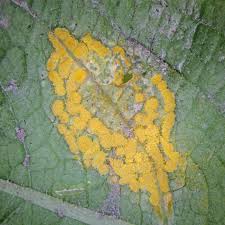 Attēlu rezultāti vaicājumam “Melampsora magnusiana”