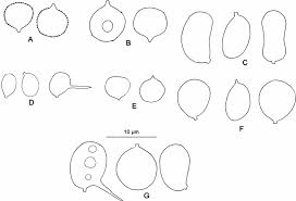 Attēlu rezultāti vaicājumam “Basidiodendron”