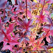 Attēlu rezultāti vaicājumam “Enkianthus campanulatus flower”