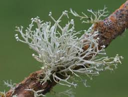 Attēlu rezultāti vaicājumam “Ramalina calicaris”